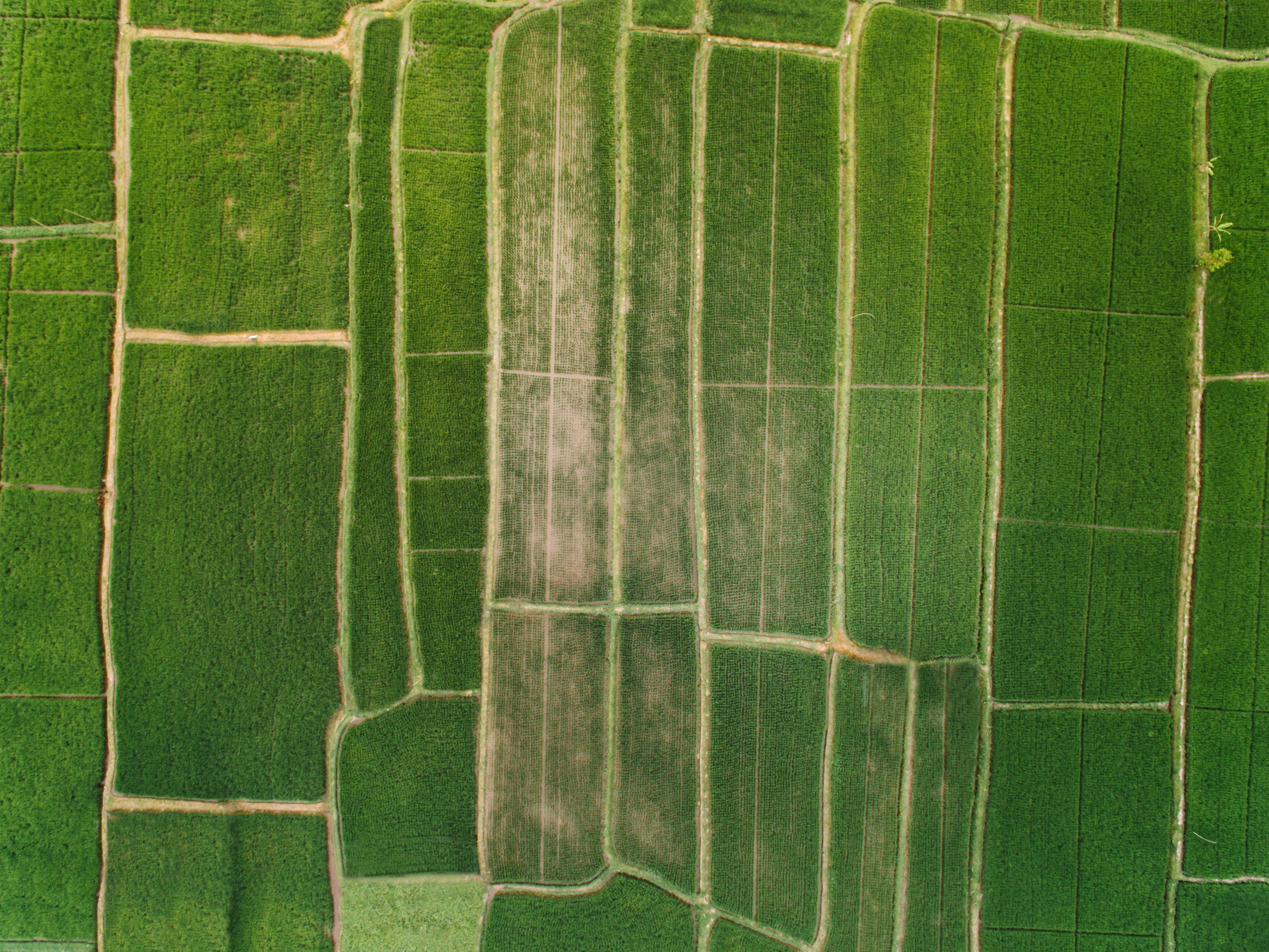 Aerial top-down view of neatly divided green agricultural plots